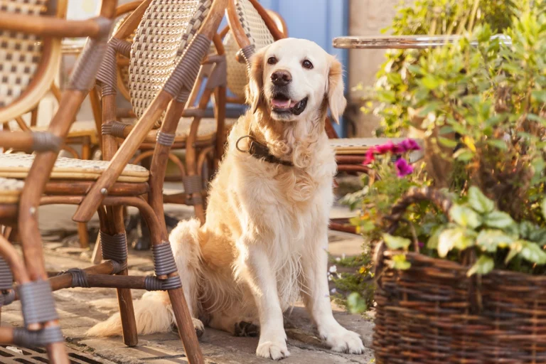 golden-retriever-dog-in-cafe-2025-01-09-01-06-35-utc copy